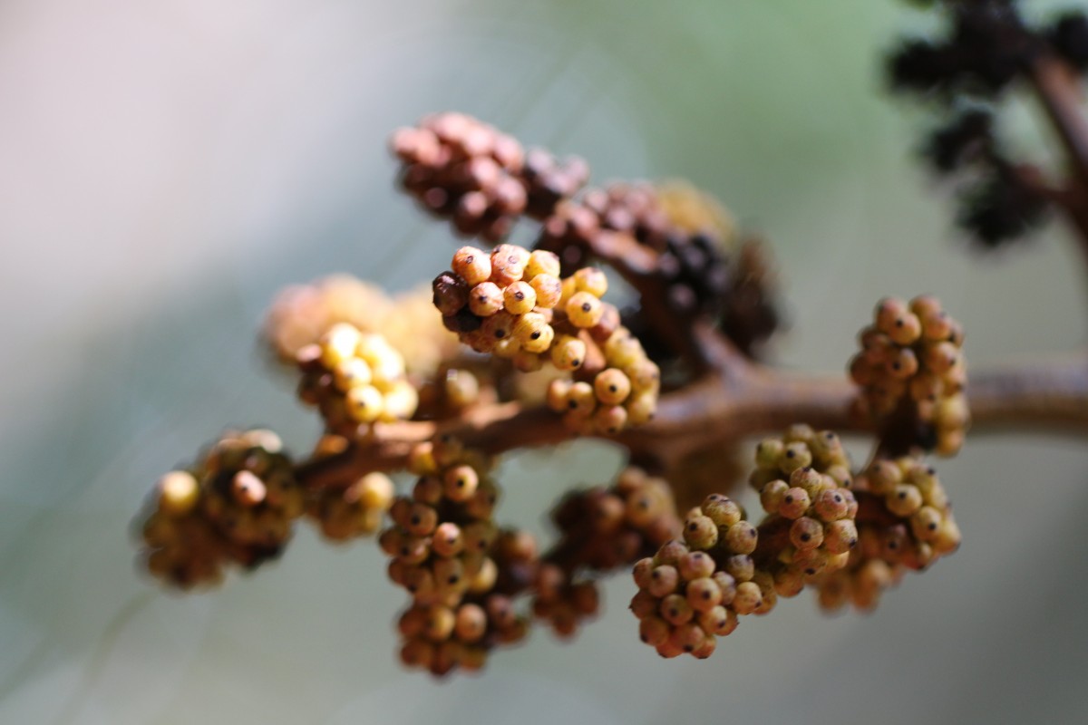 Ampelocissus indica (L.) Planch.